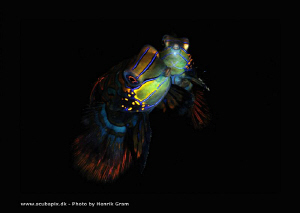 Mating Manderinefish by Henrik Gram Rasmussen 